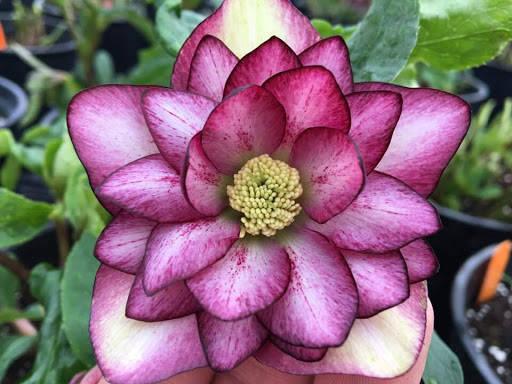 Florist «La Crosse Floral», reviews and photos, 2900 Floral Ln, La Crosse, WI 54601, USA