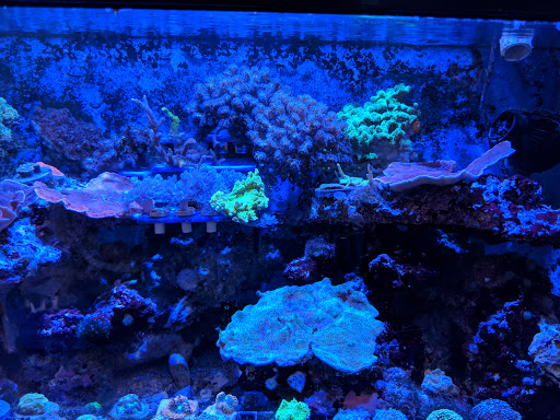 Aquarium «Aquarium Specialties & Research Center», reviews and photos, 235 Lancaster Ave, Malvern, PA 19355, USA