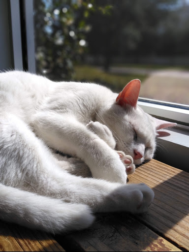 Car Detailing Service «Aqua Hand Car Wash & Detail», reviews and photos, 1013 Montrose Blvd, Houston, TX 77019, USA