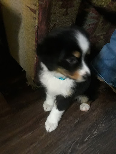 Pet Supply Store «Puppies N Stuff», reviews and photos, 12020 Melody Dr, Westminster, CO 80234, USA