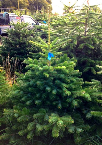 Reviews of Bristol Christmas Trees in Bristol - Baby store