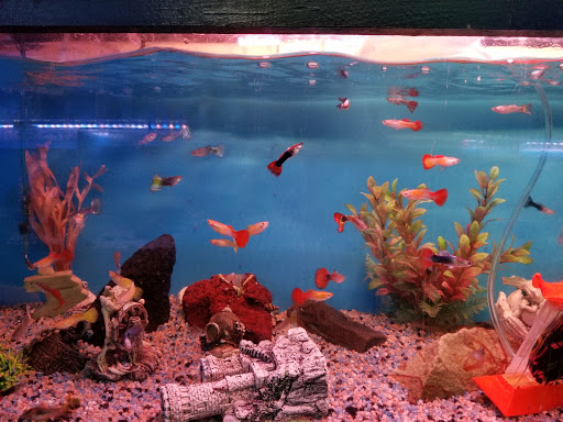 Aquarium «P&P Tropical Fish», reviews and photos, 5020 Ball Rd, Cypress, CA 90630, USA