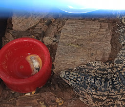 Villafon Exotics photo