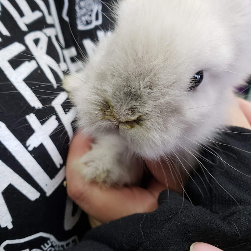 Dog Breeder «Petland Dunwoody», reviews and photos, 4733 Ashford Dunwoody Rd NE, Dunwoody, GA 30338, USA