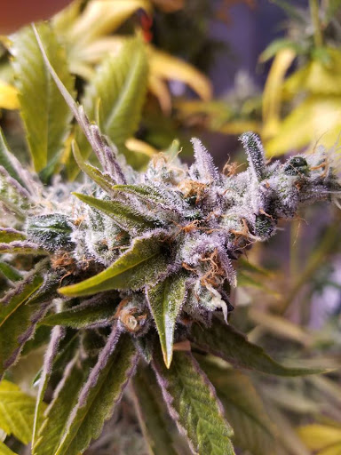 Cannabis store «Chronic Therapy», reviews and photos, 10030 W 27th Ave, Wheat Ridge, CO 80215, USA