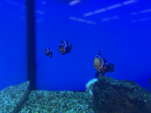 Pet Supply Store «Petco Animal Supplies», reviews and photos, 3055 N President George Bush Hwy, Garland, TX 75040, USA