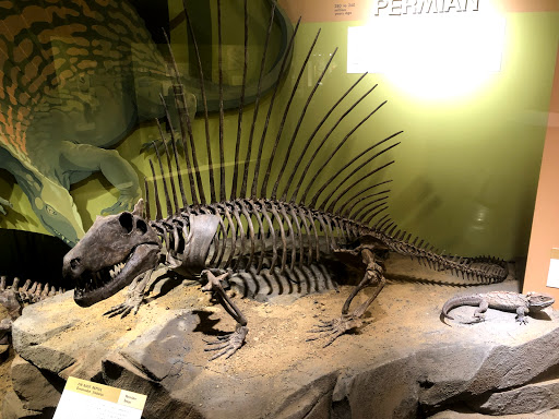 Natural History Museum «Cleveland Museum of Natural History», reviews and photos, 1 Wade Oval Dr, Cleveland, OH 44106, USA