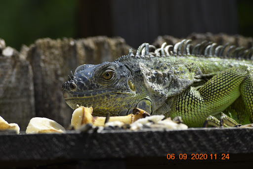 Pet Supply Store «Pet Supplies Plus», reviews and photos, 4923 Sheridan St, Hollywood, FL 33021, USA