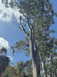 Pedro Andres Landscaping - Photo 5 - Car repair in , West Palm Beach