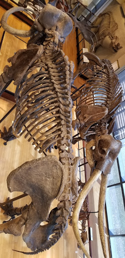 Museum «Beneski Museum of Natural History», reviews and photos, 11 Barrett Hill Rd, Amherst, MA 01002, USA