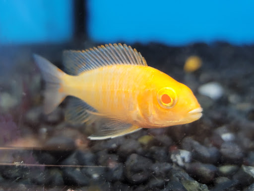 Pet Supply Store «Petco Animal Supplies», reviews and photos, 3537 Washtenaw Ave, Ann Arbor, MI 48104, USA