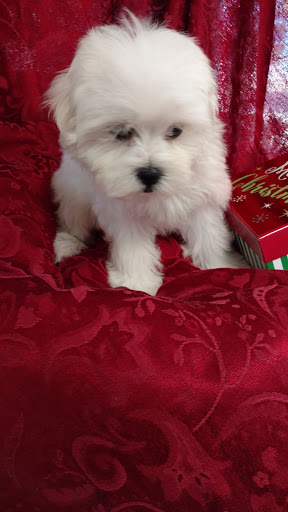 Pet Store «Dream Puppys», reviews and photos, 1461 Westgate Pkwy, Dothan, AL 36303, USA