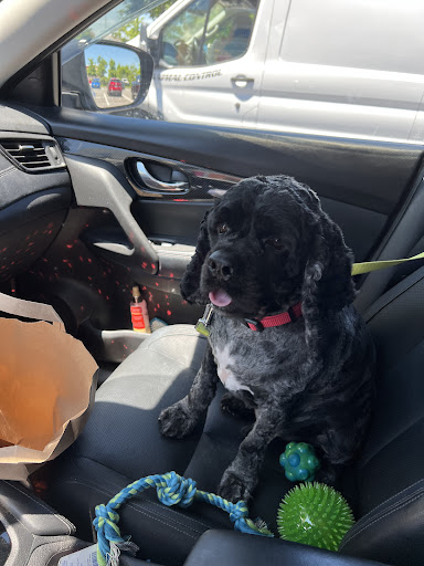 Pet Supply Store «PetSmart», reviews and photos, 219 Stafford Park Blvd, Manahawkin, NJ 08050, USA