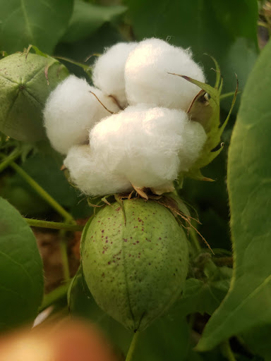 Park «Centennial Park», reviews and photos, 1 E Centennial Ave, Roosevelt, NY 11575, USA