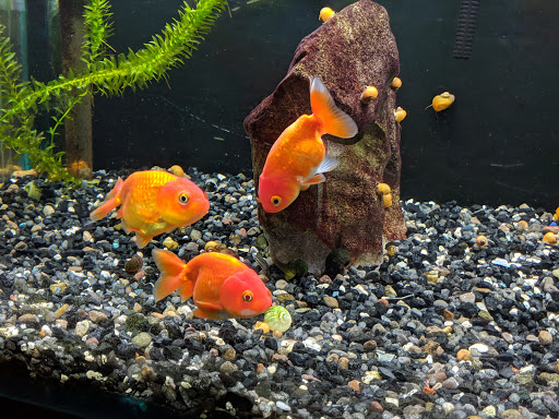 Tropical Fish Store «Fish Den Inc.», reviews and photos, 5055 W 44th Ave, Denver, CO 80212, USA