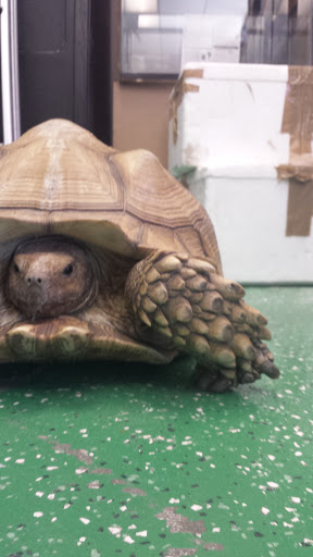 Pet Supply Store «PetSmart», reviews and photos, 4900 Monticello Ave, Williamsburg, VA 23188, USA