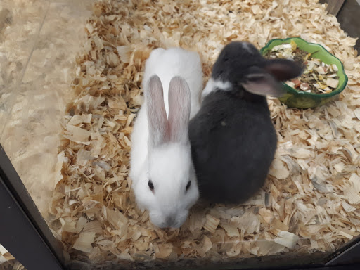 Pet Store «Fins And Feathers», reviews and photos, 222 Willow Ave, Honesdale, PA 18431, USA