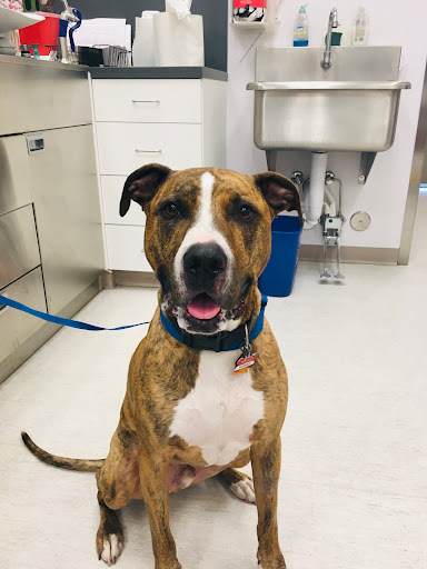 PETS Referral Center image