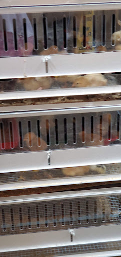 Animal Feed Store «Futrals Feed Store», reviews and photos, 3371 Palm Beach Blvd, Fort Myers, FL 33916, USA