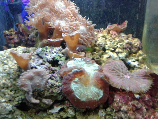 Pet Store «Pet Cove», reviews and photos, 820 E Center St, Kingsport, TN 37660, USA