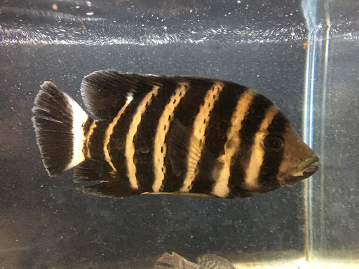 Pet Store «Mike Pet Center LLC», reviews and photos, 133 NJ-35, Neptune City, NJ 07753, USA