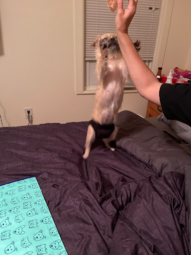 Pet Supply Store «Petco Animal Supplies», reviews and photos, 1483 NJ-23 #14b, Kinnelon, NJ 07405, USA