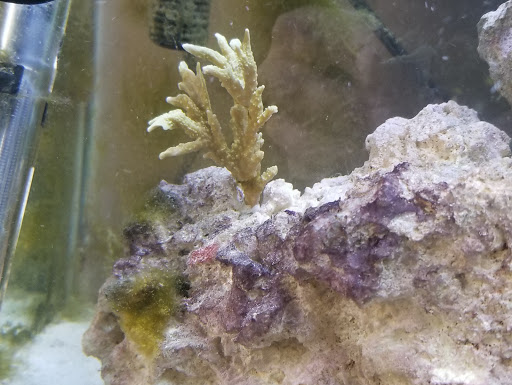 Pet Store «Pet Central», reviews and photos, 1200 Smallhouse Rd, Bowling Green, KY 42104, USA