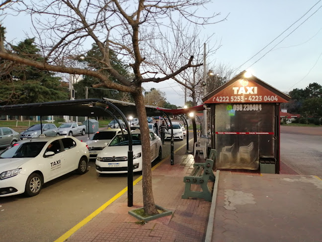 Opiniones de Taxi Terminal Maldonado en Maldonado - Servicio de taxis