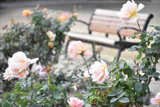 Park «Sahuaro Ranch Park», reviews and photos, 9802 N 59th Ave, Glendale, AZ 85302, USA