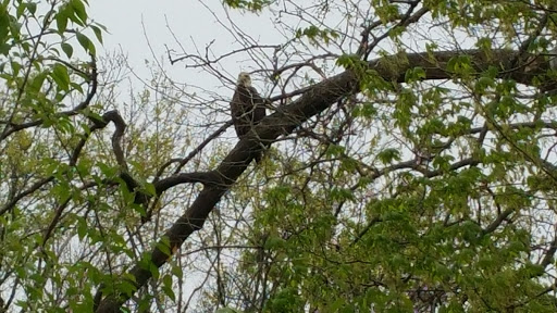Tourist Attraction «Corwin M. Nixon covered bridge», reviews and photos, Middletown Rd, Waynesville, OH 45068, USA