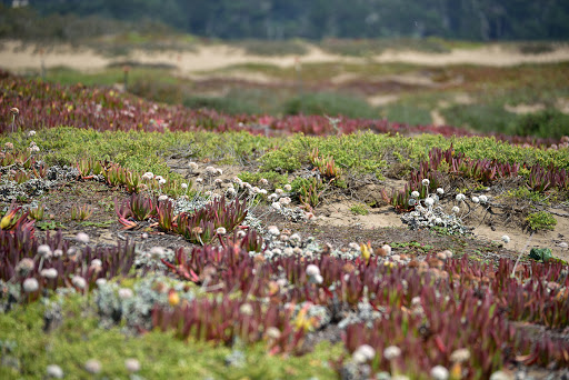 Park «Fort Funston», reviews and photos, Fort Funston Rd, San Francisco, CA 94132, USA