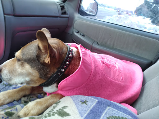 Pet Supply Store «PetSmart», reviews and photos, 1125 Hover St, Longmont, CO 80501, USA