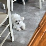 Photo n°1 de l'avis de dr.e fait le 10/06/2023 à 11:15 sur le  Botega dal Moro à Fiume Veneto