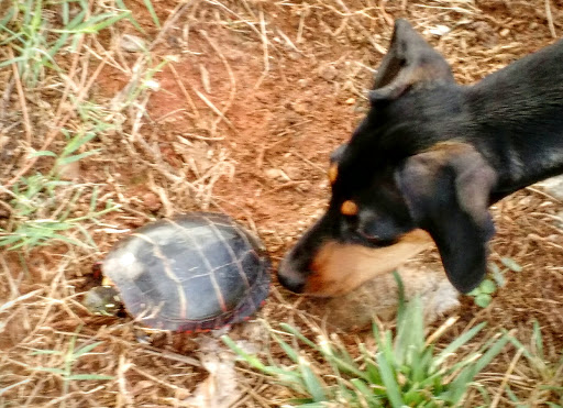 Park «Little Mulberry Park», reviews and photos, 3855 Hog Mountain Rd, Hoschton, GA 30548, USA