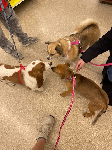 Pet Supply Store «PetSmart», reviews and photos, 156 Old Little Britain Rd, Newburgh, NY 12550, USA