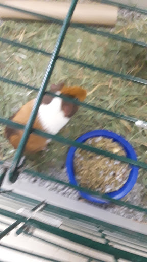 Pet Supply Store «Classic Pet Supply II», reviews and photos, 3180 Gratiot Blvd, Marysville, MI 48040, USA