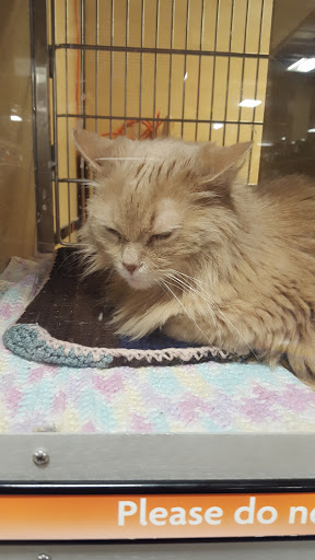 Pet Supply Store «PetSmart», reviews and photos, 1125 Quentin Rd, Lebanon, PA 17042, USA