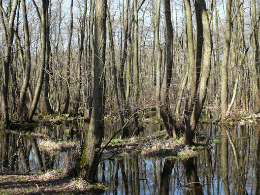 Boberger Niederung Nature Reserve