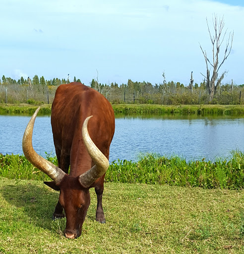 Nature Preserve «Green Swamp Wilderness Preserve», reviews and photos, 28057 FL-471, Webster, FL 33597, USA