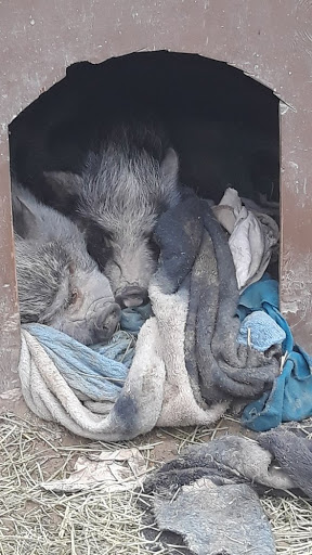 Zoo «Jr Pony Parties», reviews and photos, 1744 N Leonard Ln, Las Vegas, NV 89108, USA