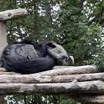 Photo n° 1 de l'avis de Franck.a fait le 24/07/2023 à 07:37 pour Zoo de La Boissière du Doré à La Boissière-du-Doré