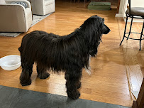 Green Valley K9 - Photo 7 - Car repair in Rochester, NY, Rochester