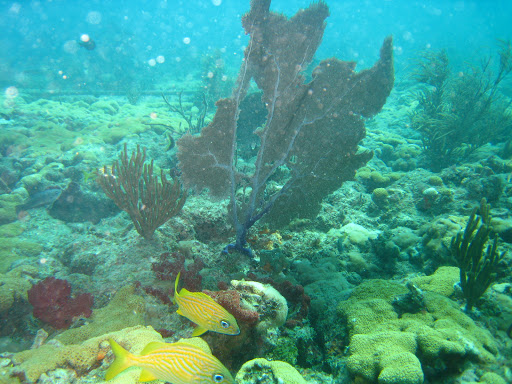Dive Shop «Sea Experience Glassbottom Snorkel and Dive Tours», reviews and photos, 801 Seabreeze Blvd, Fort Lauderdale, FL 33316, USA