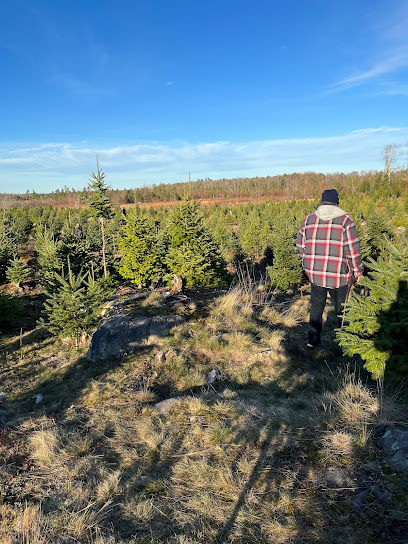 Hogan's Christmas Tree Farm