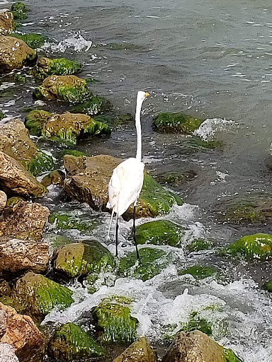 Tourist Attraction «Rockport Pier», reviews and photos, 1298 E Market St, Rockport, TX 78382, USA