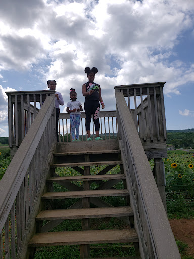 Tourist Attraction «Sunflower Maze», reviews and photos, South St, Middlefield, CT 06455, USA