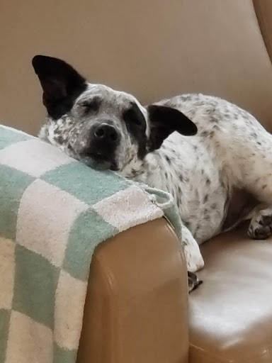 Kennel «Pet Galaxy», reviews and photos, 13060 US-281, Spring Branch, TX 78070, USA