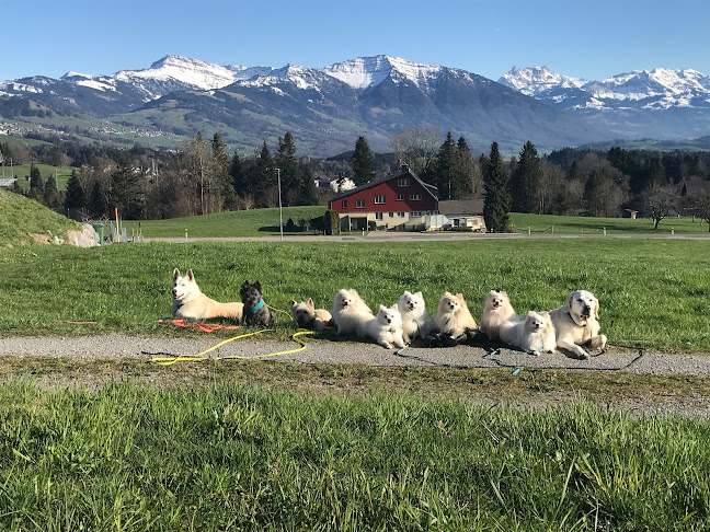 Rezensionen über Dr.med.vet. Kurt Raymann in Glarus Nord - Tierarzt