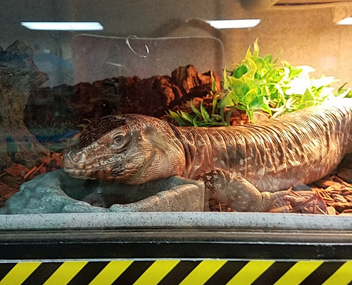 Reptile Store «LLLReptile & Supply Las Vegas», reviews and photos, 8450 W Sahara Ave #105, Las Vegas, NV 89117, USA