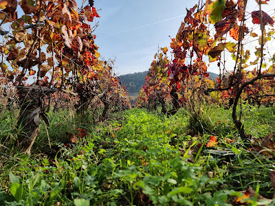 Domaine Prunier-Damy Justine à Auxey-Duresses